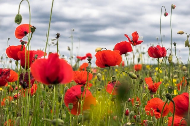 4 benefits of poppy and ashwagandha for stress